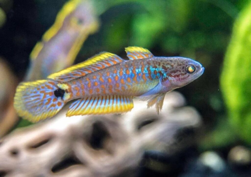 Peacock Gudgeon
