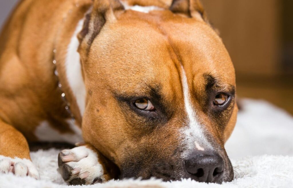 Resting American Staffordshire Terrier.