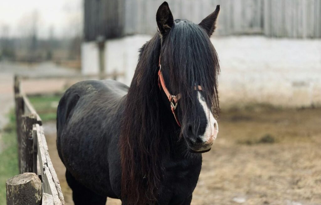 Black horse with a long mane.