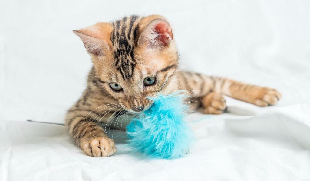 A playful Bengal kitten biting a blue feather toy.