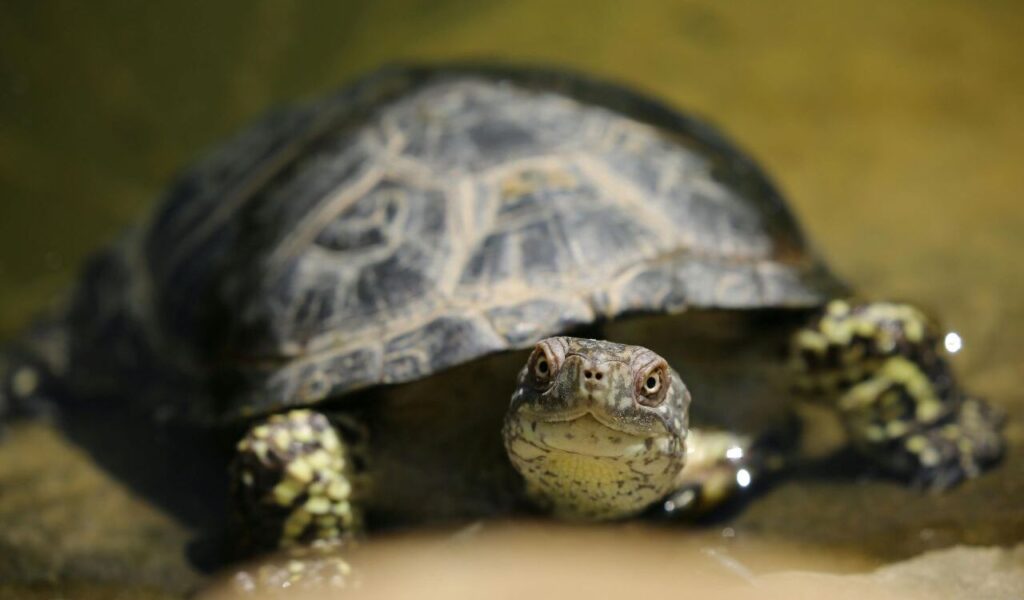  Turtle in shallow water looking directly at the camera.