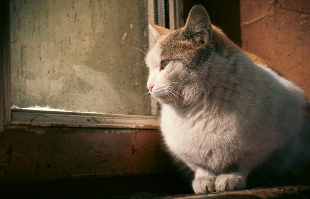 Cat sitting by a window looking outside