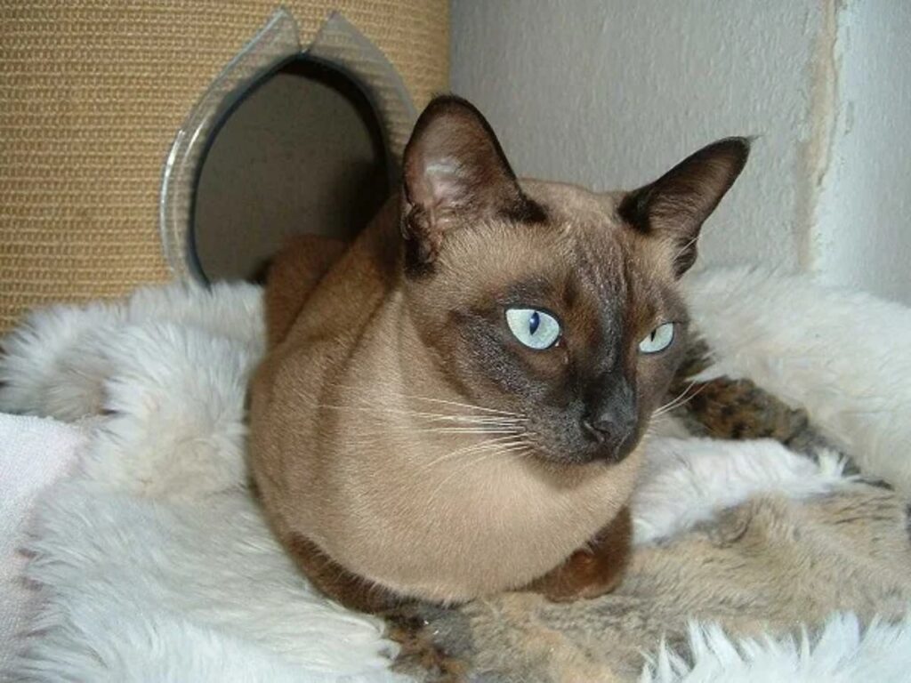 Tonkinese cat