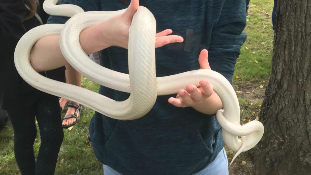 Leucistic Texas Rat Snake