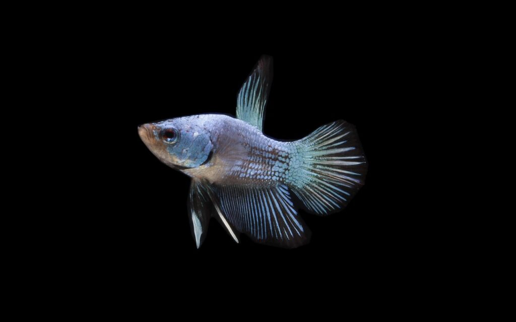 bettafish