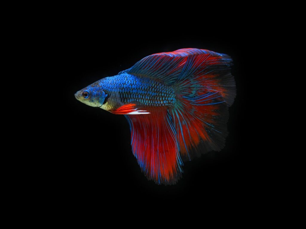 Betta fish