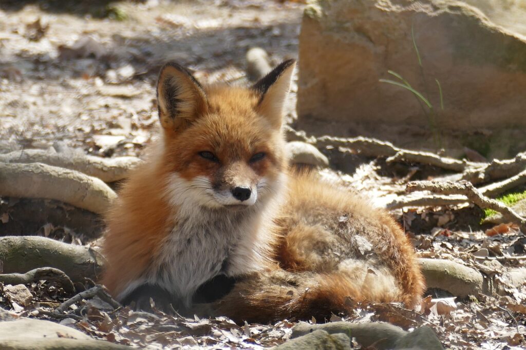 red fox