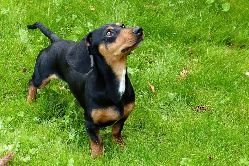 Dachshund in a field
