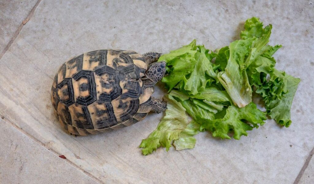A Turtle Eating Lettuce