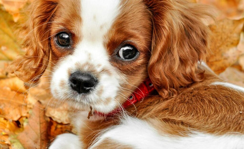 Brown and White Puppy