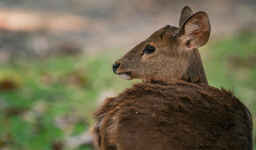 Close-Up of a Muntjac Deer in Thailand Forest