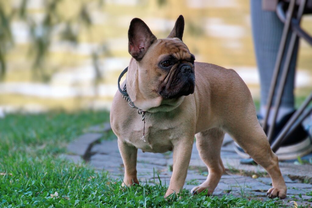 French bulldog in a field