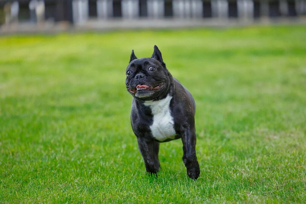 french-bulldog