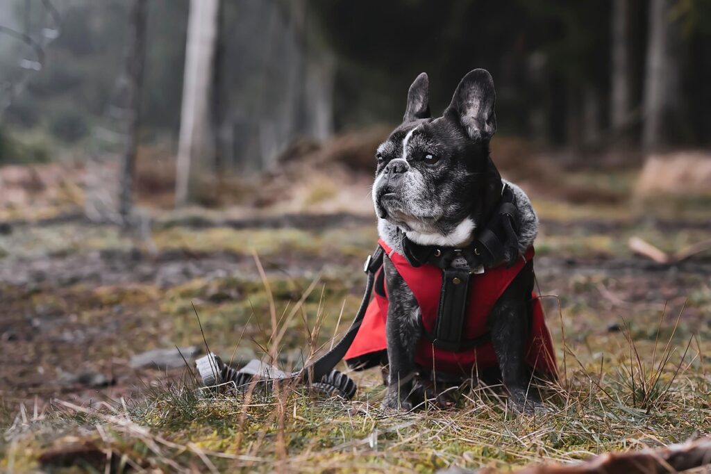French bulldog