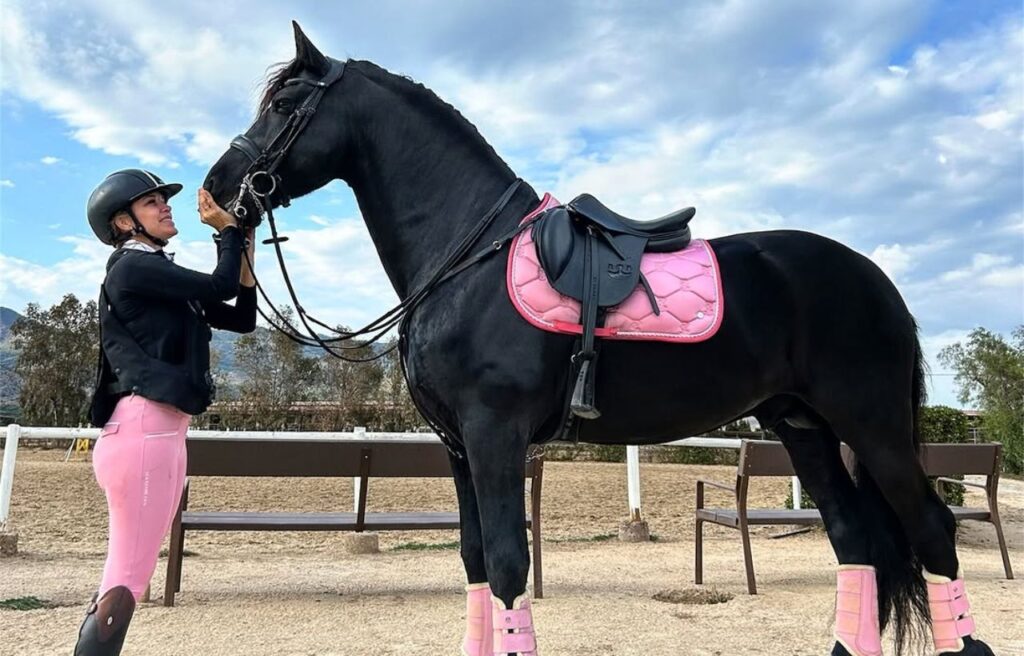Friesian Sporthorse in pink tack with rider in matching outfit