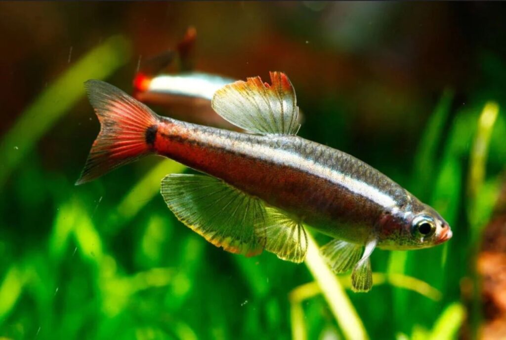 White Cloud Mountain Minnow
