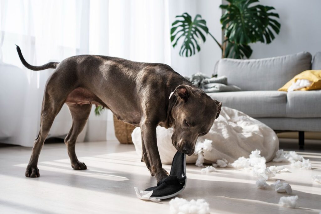 dog making mess