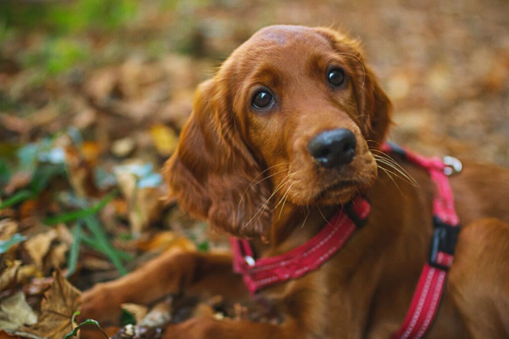 irish setter dog