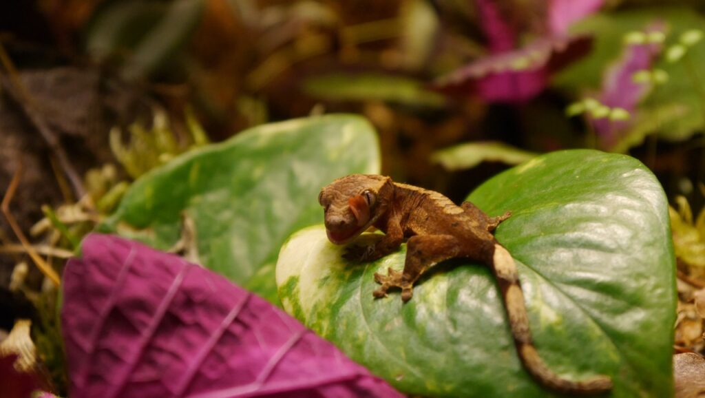 Crested Gecko