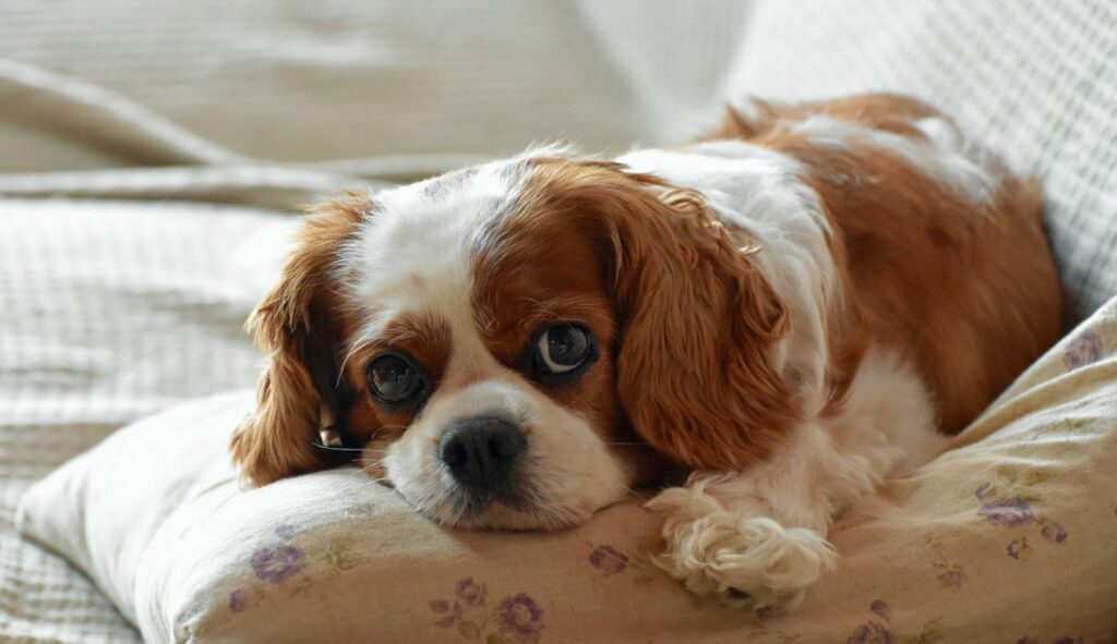 cavalier king charles spaniel