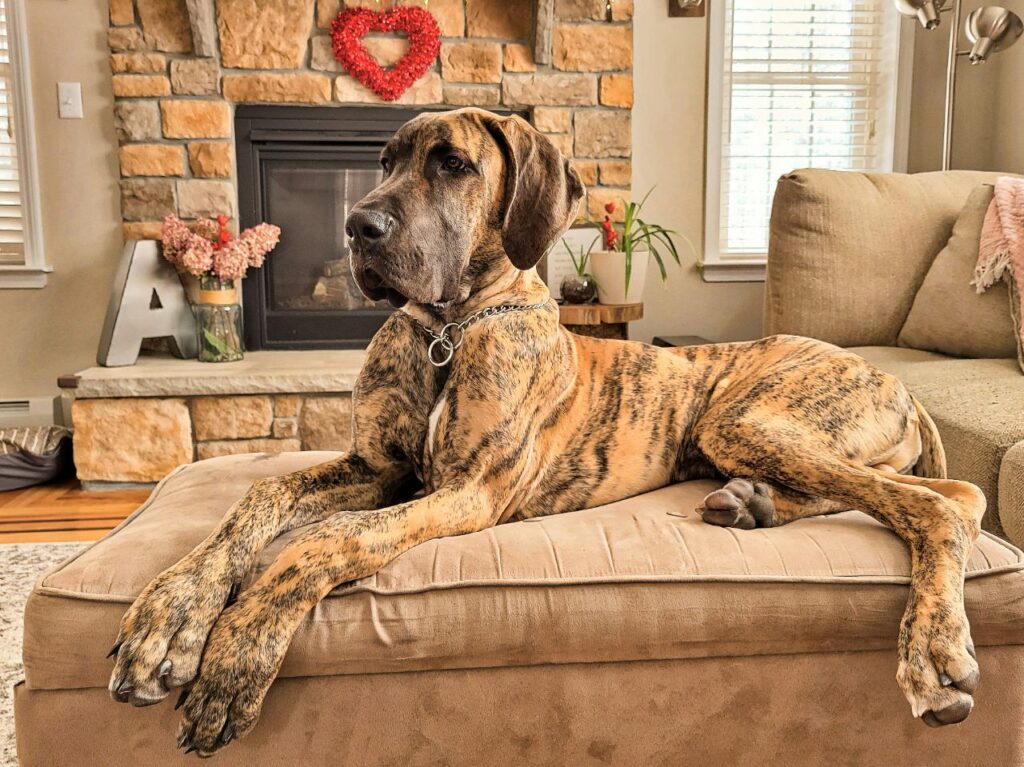 great dane on a sofa