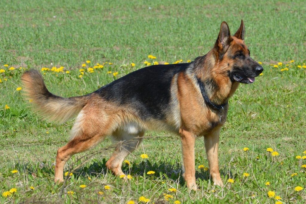 German Shepherd in a field