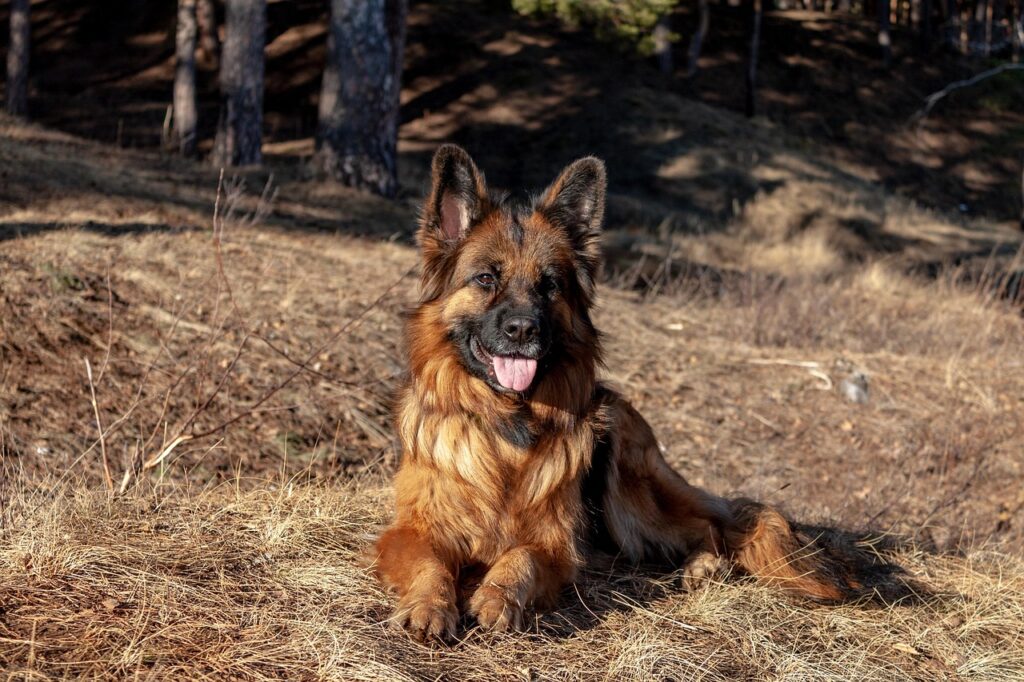 German shepherd