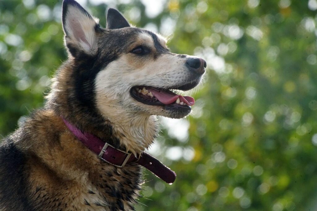 german-shepherd-dog-pet-animal-