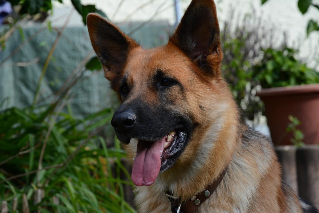 german-shepherd