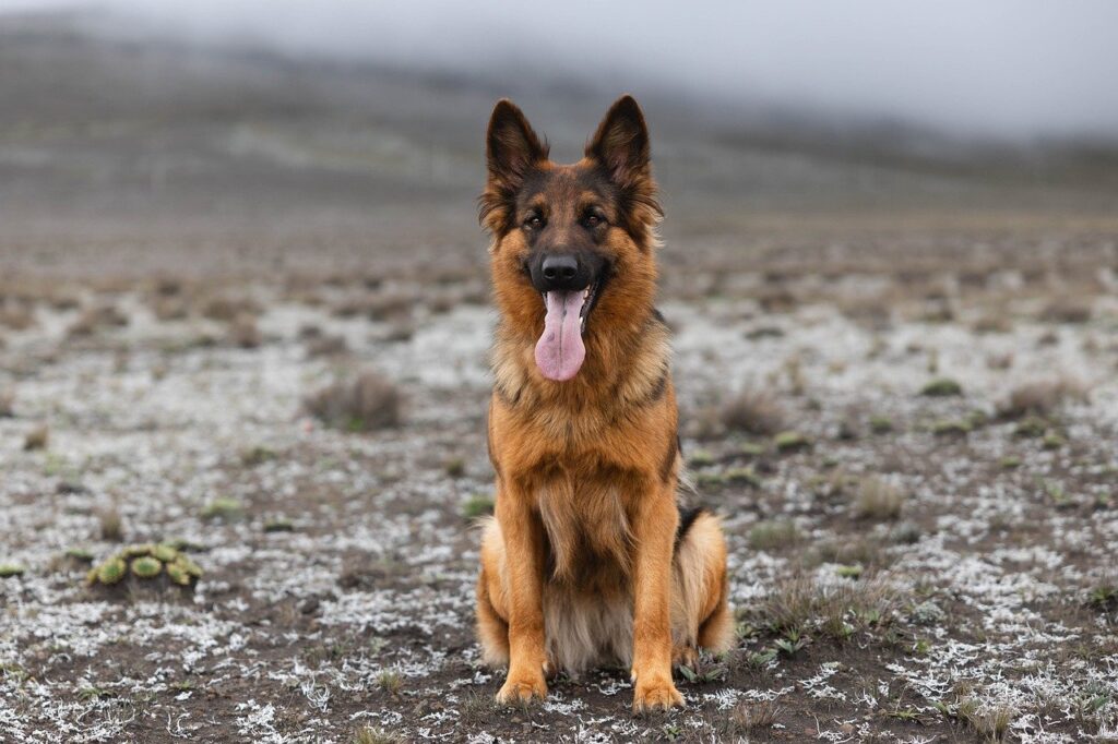 german-shepherd-