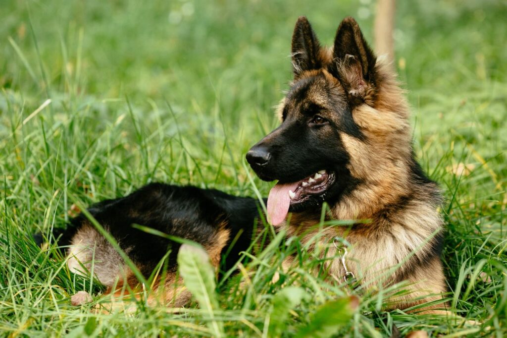german shepherd