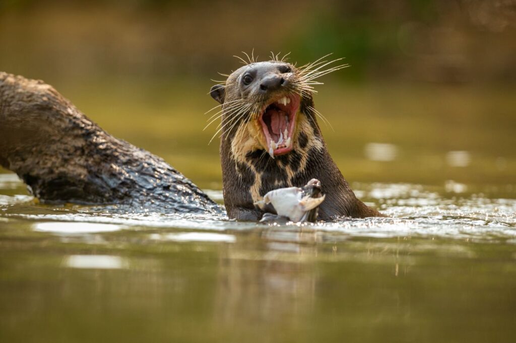 sea otter with mouth open