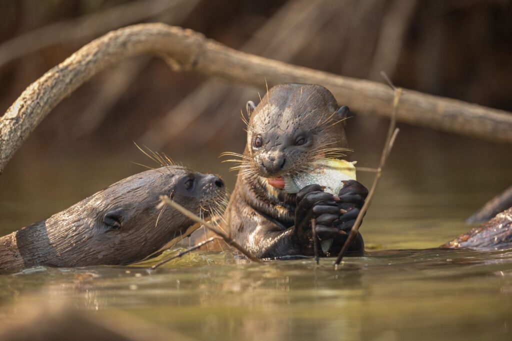 sea otter eating