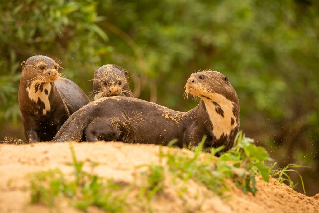 group of otters