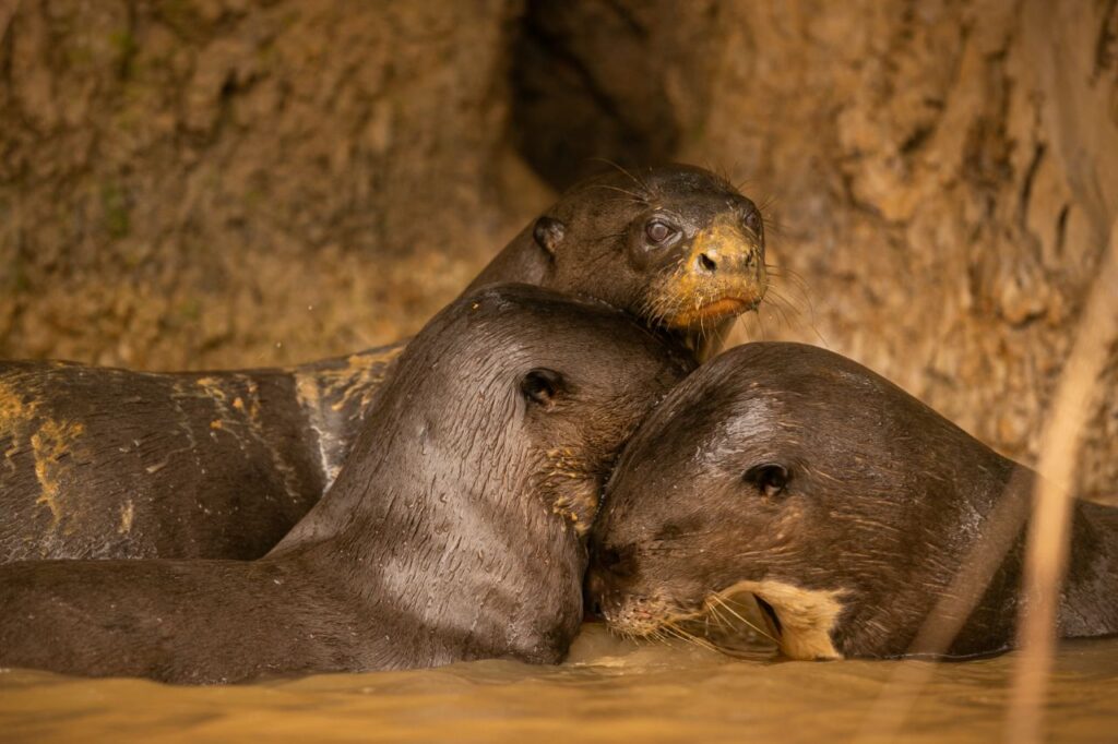 group of otters