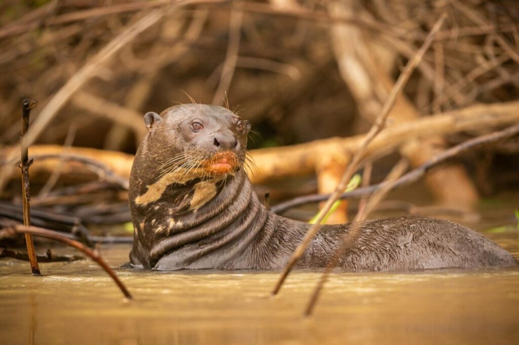 sea otter floating