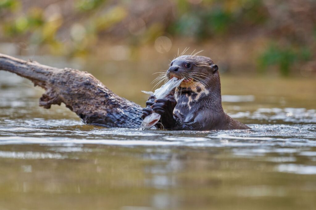 sea otter with fish in hand