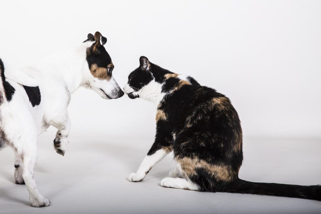 Dog cat face-off