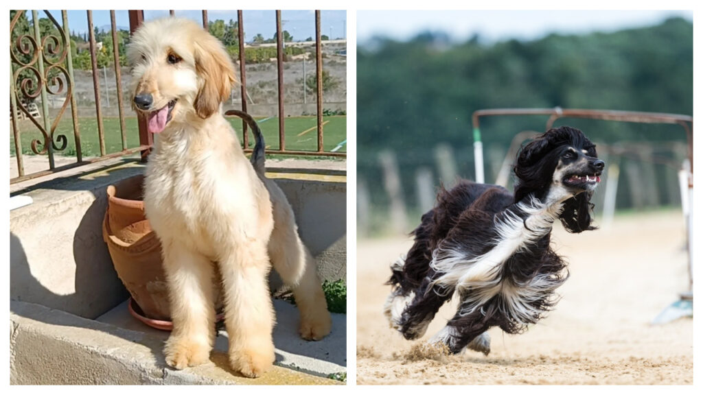 An Afghan Hound pup vs. Adult