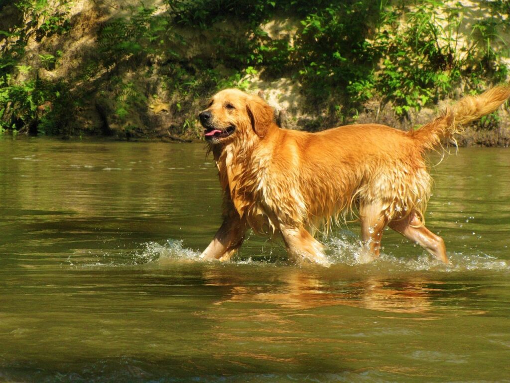Golden retriever