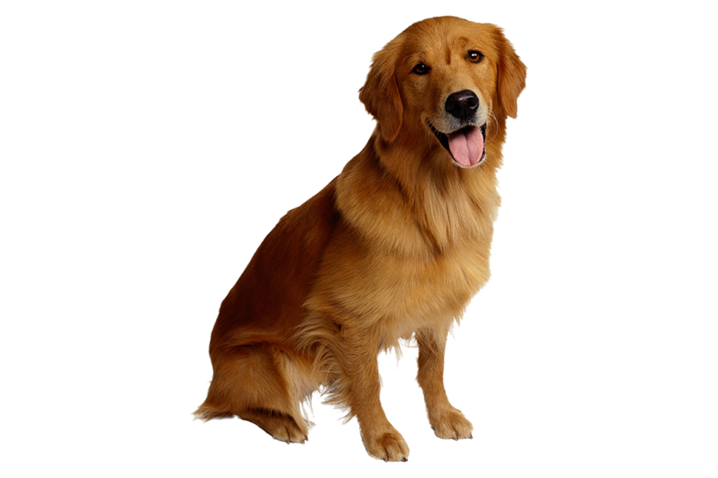 golden retirever