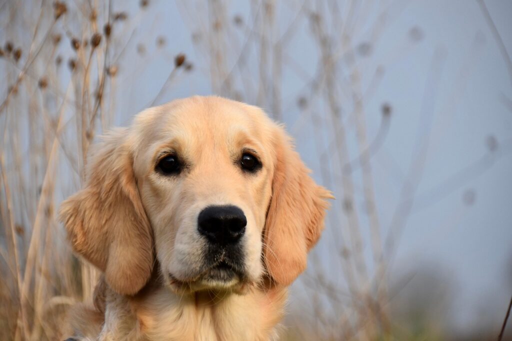 golden golden-retriever-