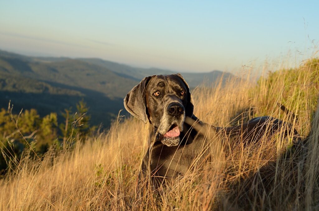 great dane