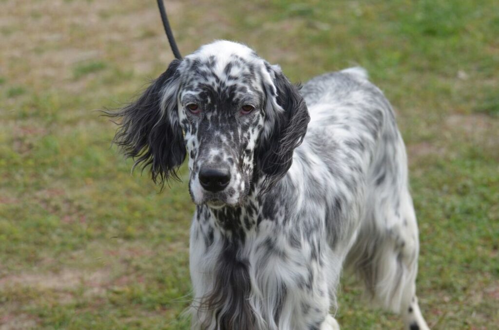 english setter