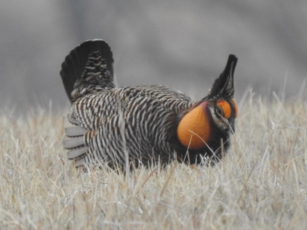 Greater Prairie Chickens lekking, Nebraska