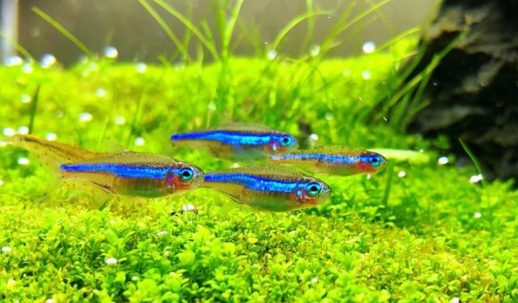 Neon green tetras swimming in grass.