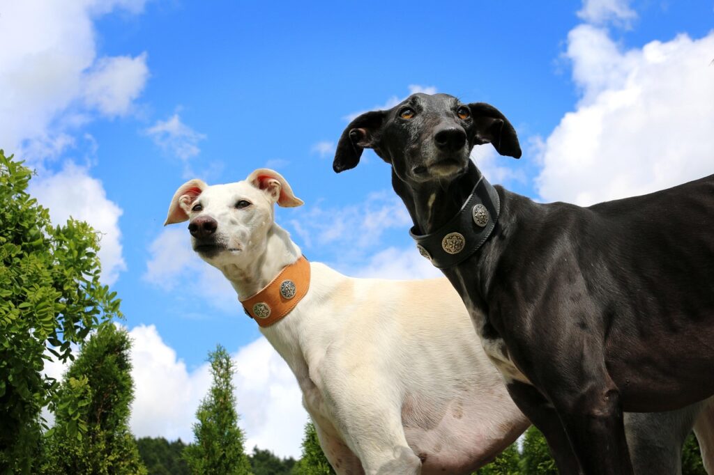 greyhound