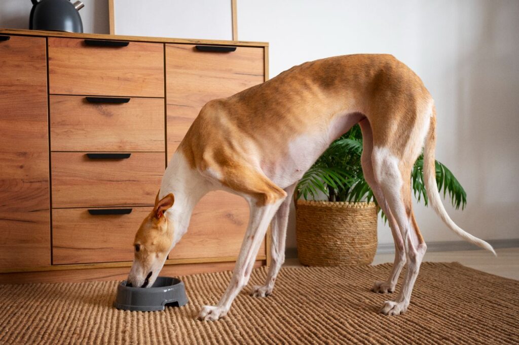 greyhound eating food