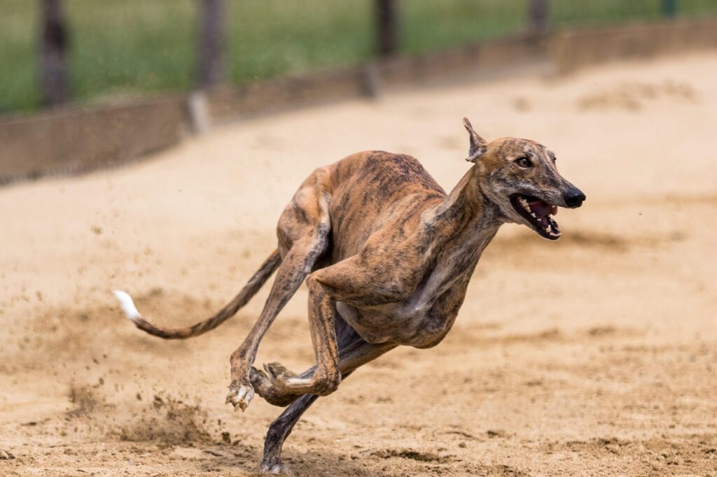 greyhound running