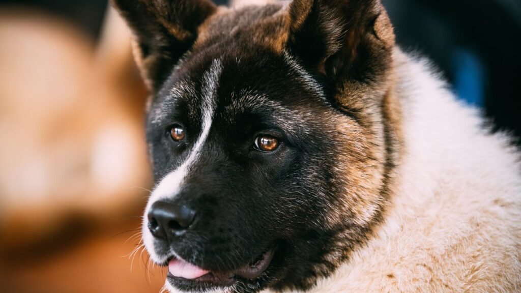 American Akita Dog Close Up Portrait. Focus On Eyes